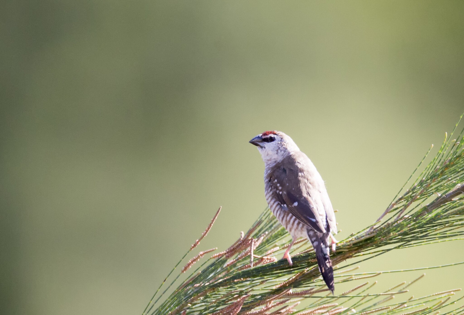 image Plum-headed Finch